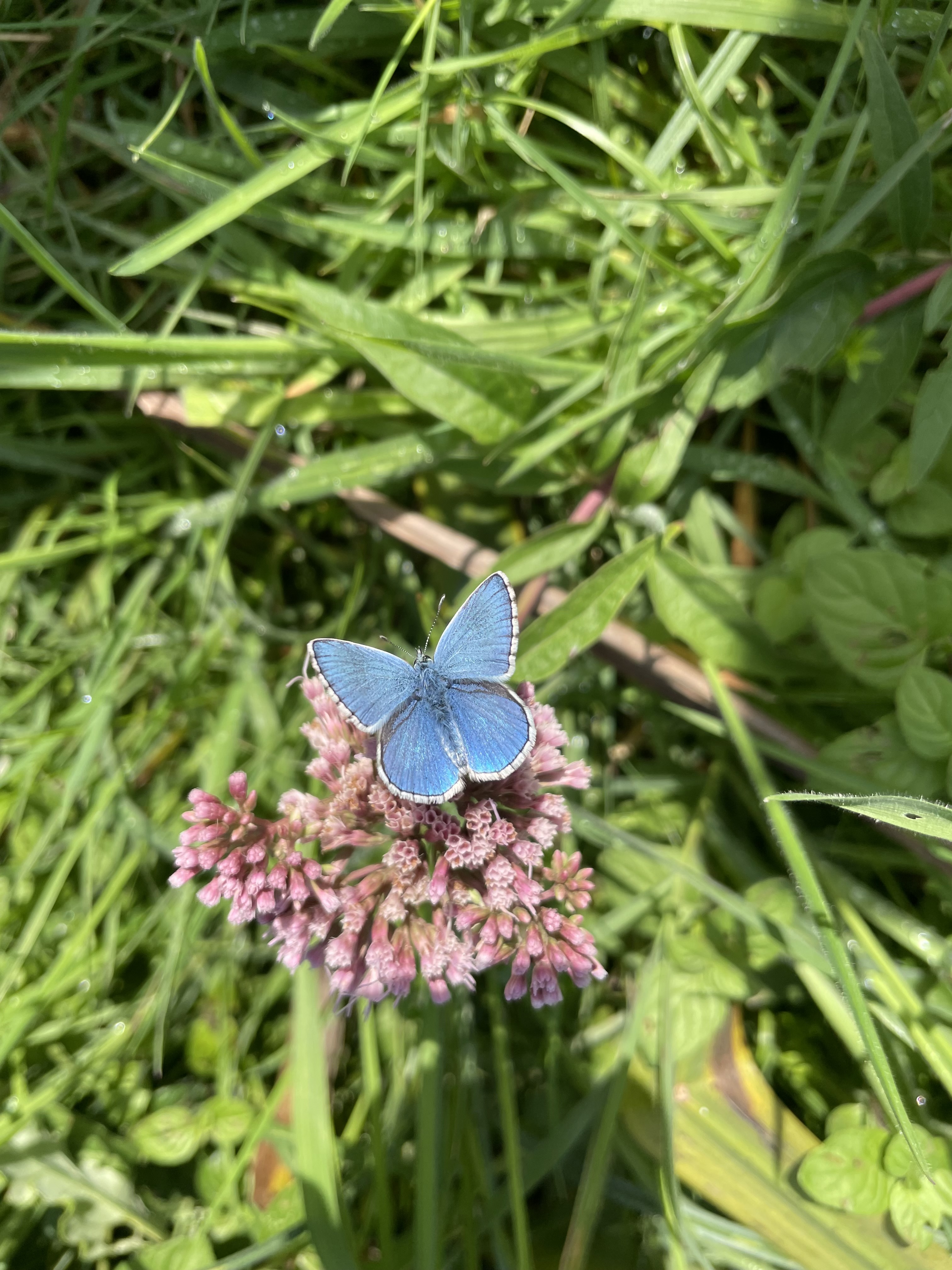Découvrir la biodiversité dans votre jardin