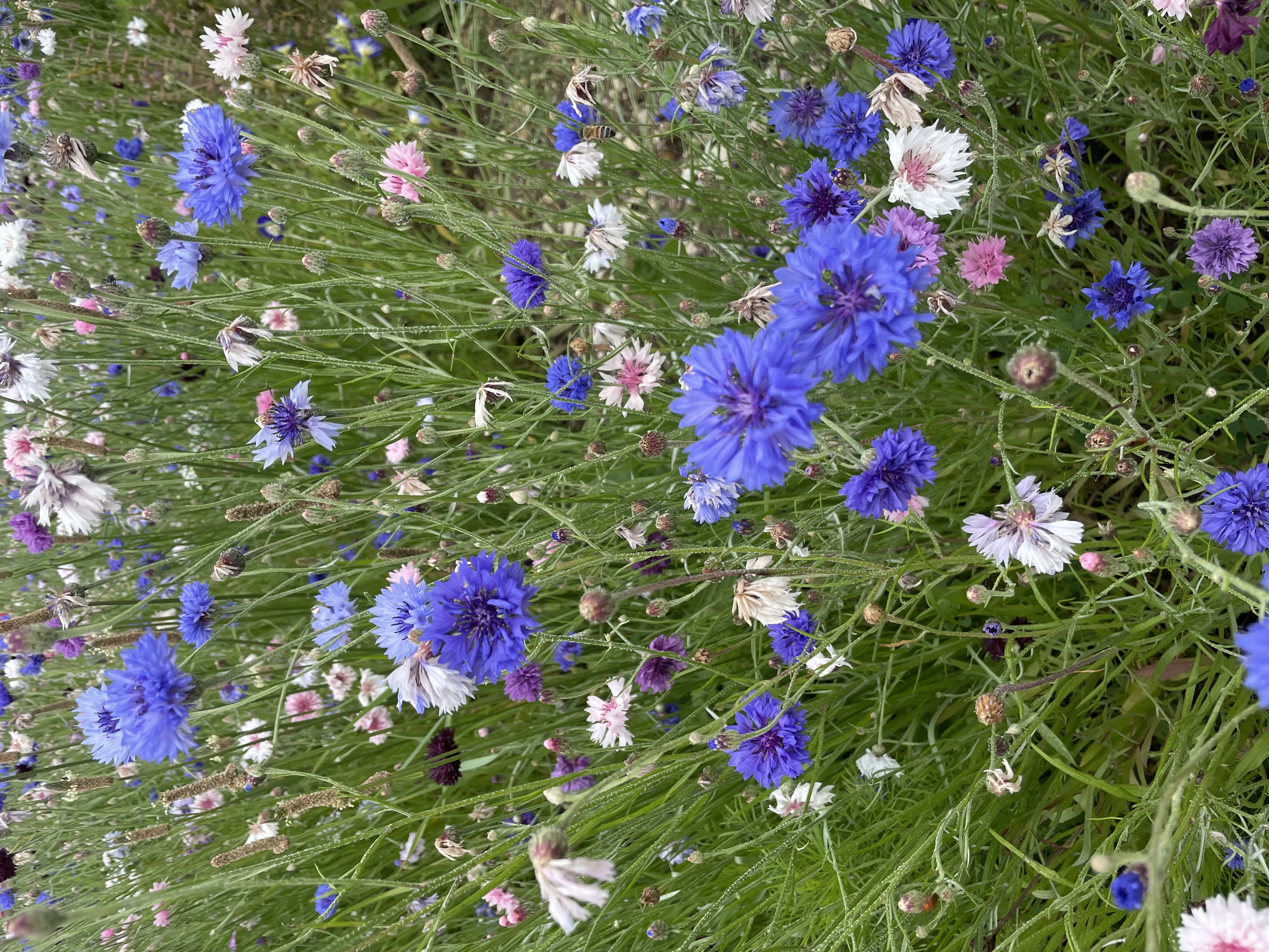 Prairie fleurie